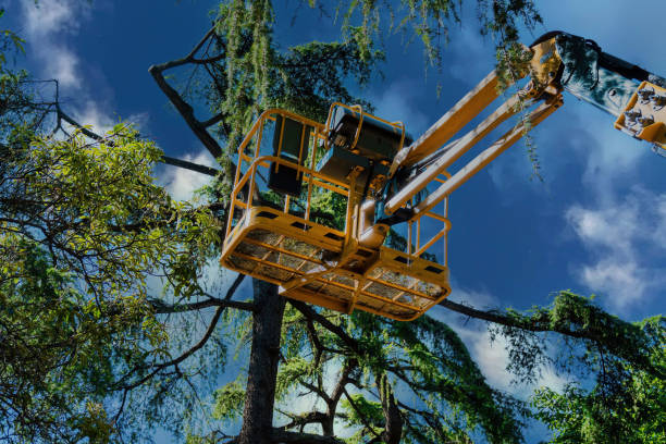 Best Tree Cabling and Bracing  in Holly Hill, SC